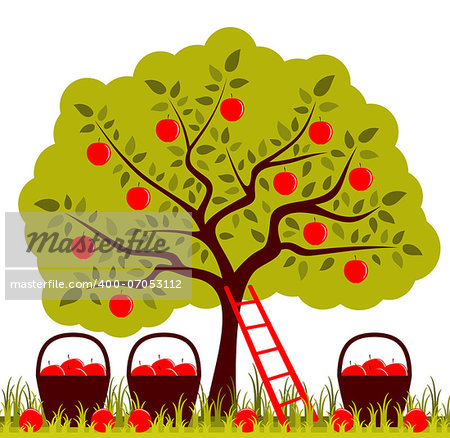 vector apple tree, ladder and baskets of apples, Adobe Illustrator 8 format