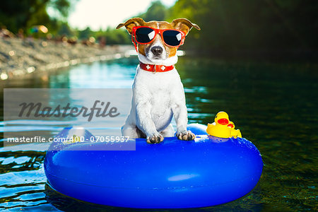 dog on  blue air mattress  in refreshing  water