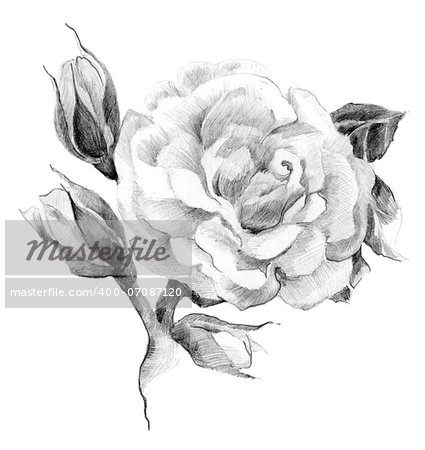 Flower rose sketch  hand drawing