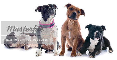 portrait of four staffordshire bull terrier in front of white background