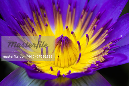 Close up Blooming purple lotus flower or Purple water lily