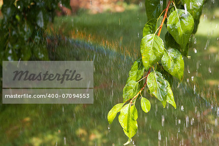 branch of the tree under the rain and rainbow