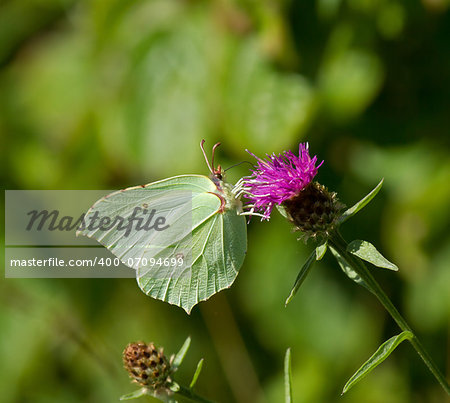 Brimstone Butterfly nectaring on Knapweed