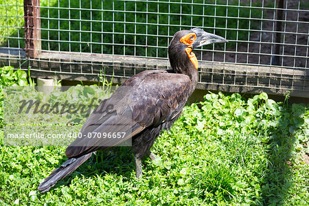 Southem Ground Hornbill aka Bucorvus Leadbeateri in Zoo