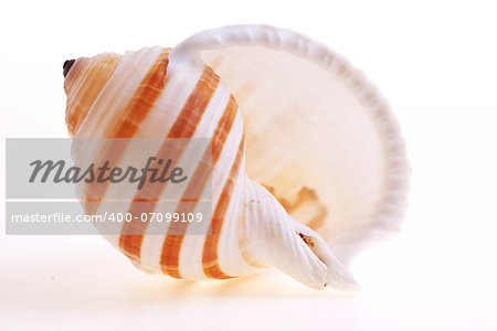 Isolated seashel on white background