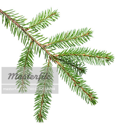 green fir branch for decoration, isolated on white