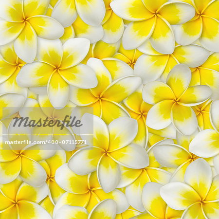 Frangipani flower yellow and white color for background