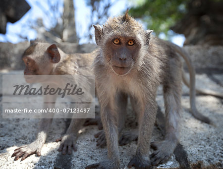 A pair of young monkeys - crab-eating macaque or the long-tailed macaque (Macaca fascicularis), Bali.