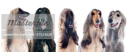 afghan hounds in front of white background