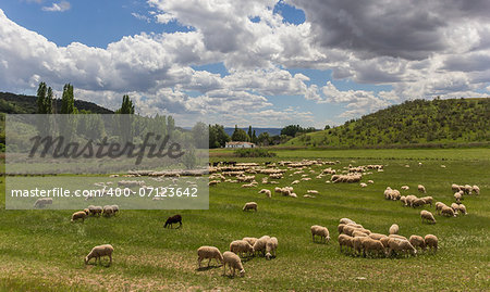 Herd of Andalusian sheep grazing in a green meadow