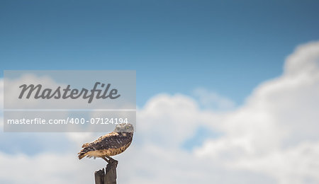 Owl with yellow eyes resting on a pole.