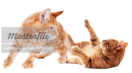 playing ginger kitten on a white background