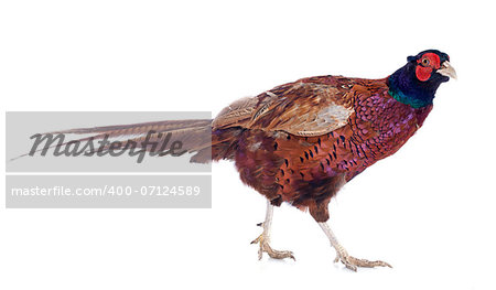 Male European Common Pheasant, Phasianus colchicus, in front of white background