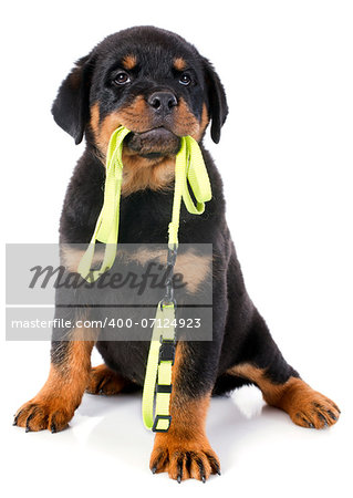 portrait of a purebred puppy rottweiler with leash in front of white background