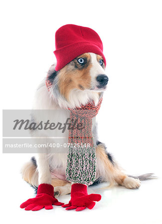 purebred australian shepherd  with accessories in front of white background