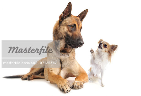 purebred belgian sheepdog malinois and chihuahua on a white background