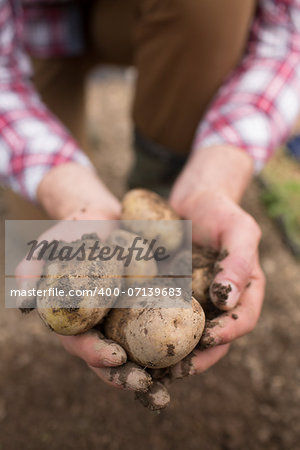 Farmer showing freshly dug potatoes outside in the farm