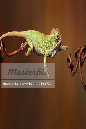 Changing chameleon on the leap