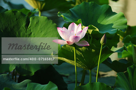 Lotus flower and plant in a pond