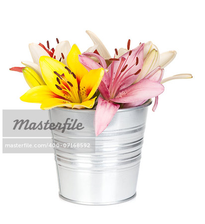 Colorful lily flowers in bucket. Isolated on white background