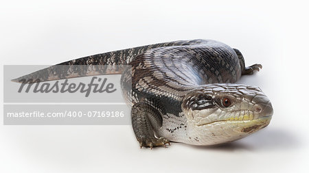 blue tongue lizard all in focus