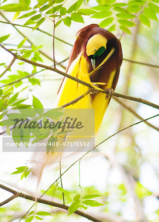 One Of the most exotic birds in Papua New Guinea. Lesser Bird of Paradise or Paradisaea minor cleaning feathers on tree.