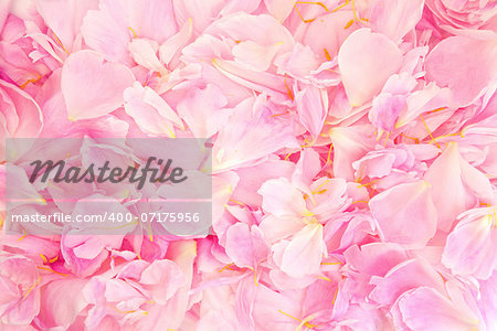 Pink peony flower petal background. Paeonia lactiflora.