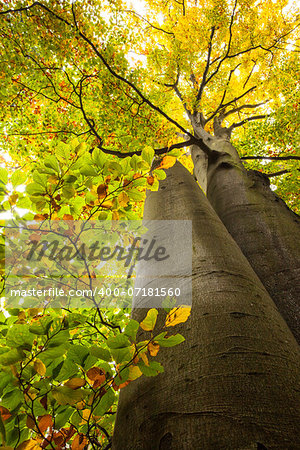 Low angle view of two high large trees