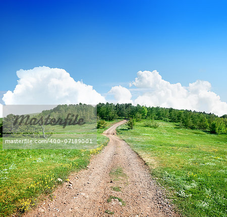 Country road to the forest in spring day