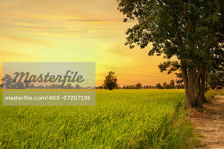 country road in green rice field