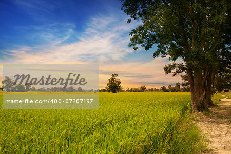 country road in green rice field