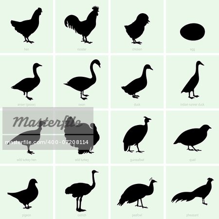 Set of poultry icons