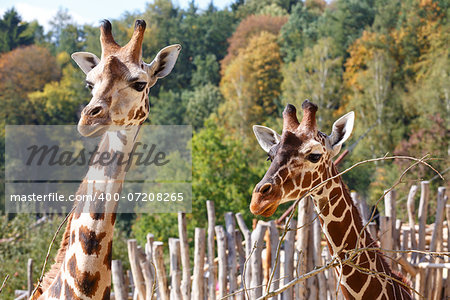 Close up shot of two young cute giraffe