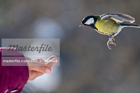 The tit is flying to one's hand. The person intends to feed a bird.