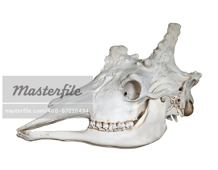 Skull of an adult giraffe isolated on white background