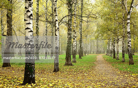 Morning autumn mist in october birch grove at crossing paths