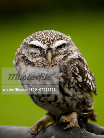 Angry looking little owl (athene noctua) perched on a branch