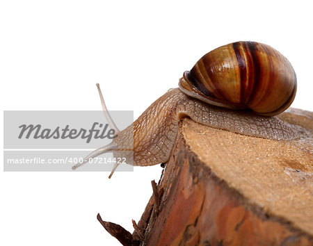 Snail crawling on pine-tree stump. Isolated on white background.