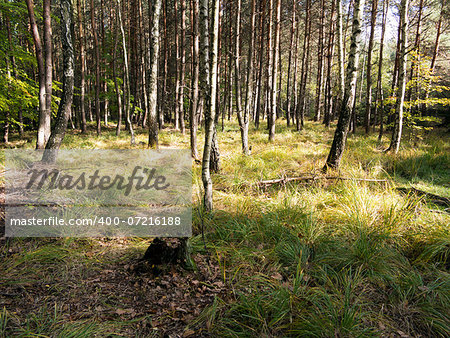 Image of the birch and pine grove