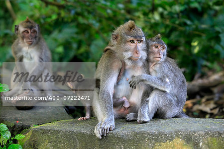 Family of monkeys. Bali a zoo. Indonesia