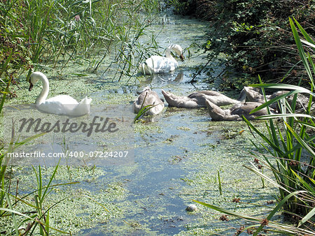 A family of Swans feeding on a drainage channel on Southwold's Town Marshes