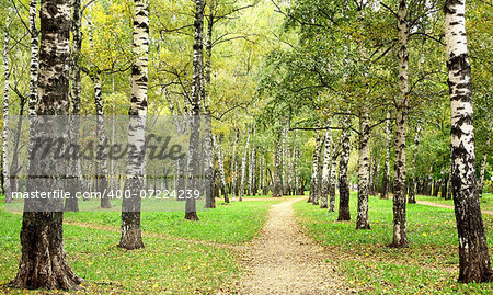 Morning autumn birch grove in the end of September