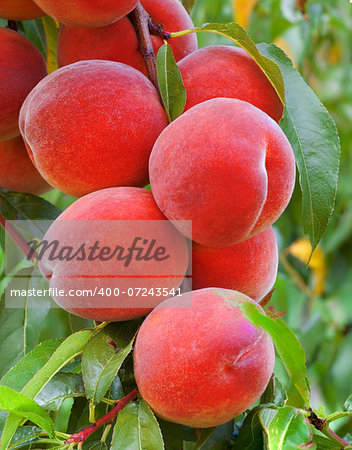 Ripe Peaches on a Tree