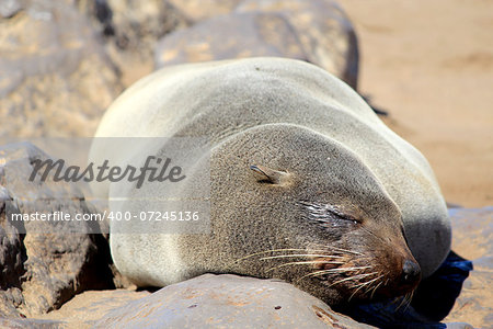 Seal at Cape Cross Reserve, Atlantic Ocean coast in Namibia.