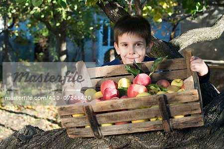 Apples in an old wooden crate on tree. Child authentic image