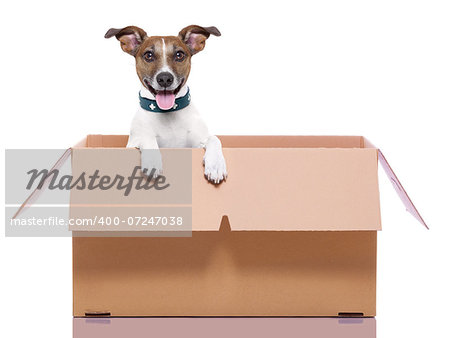 mail dog in a moving very  big moving box