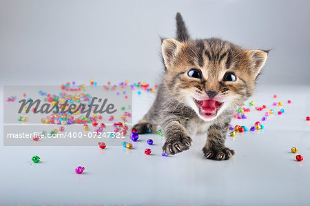 Little kitten with small metal jingle bells beads . Studio shot.