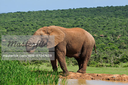 Elephant drinking water at Harpoor Dam, Addo Elephant National Park, South Africa