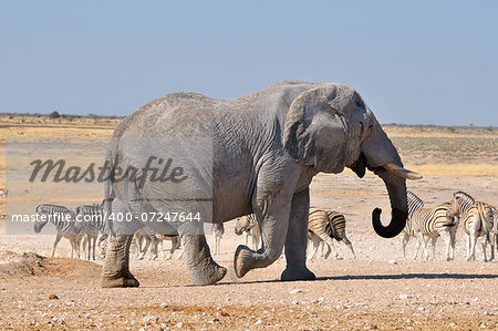 Elephant walking in the Etosha National Park, Namibia