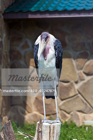 Marabou Stork stands on a wooden stump